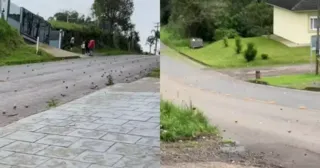 Imagem ilustrativa da imagem ‘Chuva de maçã’ enche rua, assusta morador e viraliza na web; vídeo