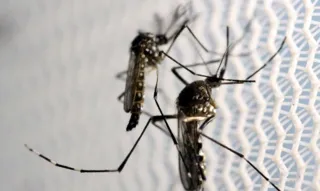 Imagem ilustrativa da imagem Cidade do Rio confirma primeira morte por dengue do ano
