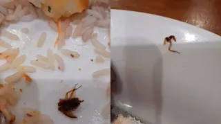 Imagem ilustrativa da imagem Cliente encontra barata na comida de restaurante em Niterói; vídeo