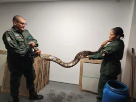 Imagem ilustrativa da imagem Cobra é resgatada em garagem na Região Oceânica de Niterói