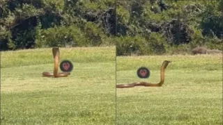 Imagem ilustrativa da imagem Cobra venenosa invade campo de golfe e assusta jogadores; vídeo