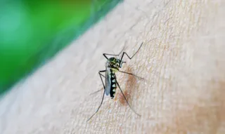 Imagem ilustrativa da imagem Crianças de até 5 anos morrem mais de dengue, diz pesquisa