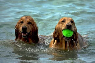 Imagem ilustrativa da imagem Dicas essenciais para cuidar dos animais nas ondas de calor