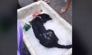 Imagem ilustrativa da imagem Esperto, cão viraliza após entrar em isopor com gelo; veja vídeo