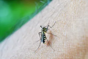Imagem ilustrativa da imagem Estado divulgará boletim sobre casos de dengue semanalmente