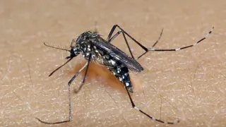Imagem ilustrativa da imagem Estado não acompanha Paes e mantém epidemia de dengue