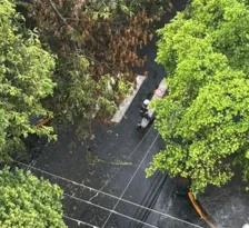 Imagem ilustrativa da imagem Galho de árvore cai e interrompe trânsito na Zona Sul de Niterói