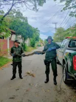 Imagem ilustrativa da imagem Jiboia de 2 metros enroscada em árvore é resgatada em Niterói