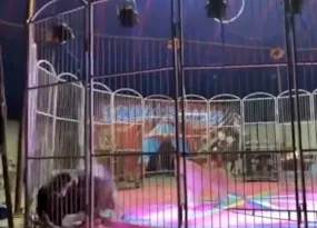 Imagem ilustrativa da imagem Leão ataca domador durante apresentação em circo; vídeo