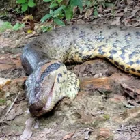 Imagem ilustrativa da imagem Maior sucuri do mundo é encontrada morta às margens de rio