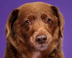 Imagem ilustrativa da imagem Morre Bobi, o cachorro mais velho do mundo, aos 31 anos