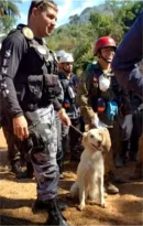 Imagem ilustrativa da imagem Morre cadela heroína em desastres ambientais no Rio e MG
