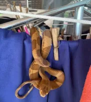 Imagem ilustrativa da imagem Mulher encontra cobra pendurada em varal de roupas