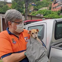 Imagem ilustrativa da imagem Niterói oferece curso gratuito para resgate de animais domésticos