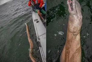 Imagem ilustrativa da imagem Pescador fisga 'criatura desconhecida' de dentes afiados no mar