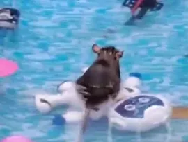 Imagem ilustrativa da imagem Piscina vira 'spa' para ratos em onda de calor no Rio; vídeo