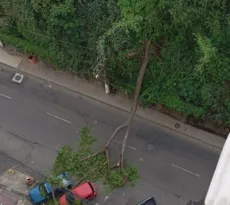 Imagem ilustrativa da imagem Queda de árvore dá nó no trânsito de Niterói
