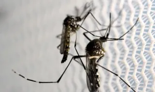 Imagem ilustrativa da imagem Rio de Janeiro chega a seis mortes por dengue em 2024