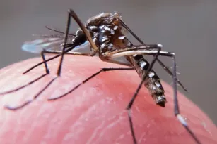 Imagem ilustrativa da imagem Rio tem aumento de 56% dos casos de dengue em uma semana