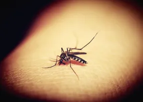 Imagem ilustrativa da imagem Rio tem tendências de altos casos de dengue; entenda
