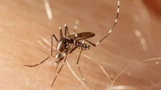 Imagem ilustrativa da imagem São Gonçalo segue com ações de sanitização contra Aedes aegypti