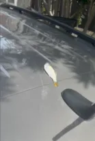 Imagem ilustrativa da imagem Tá chovendo peixe? Animal cai em cima de carro, em Niterói