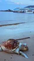Imagem ilustrativa da imagem Tartaruga é achada morta com casco rachado em orla de Niterói