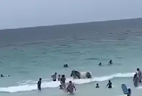 Imagem ilustrativa da imagem Vídeo de cavalo tomando banho em praia da Região dos Lagos viraliza