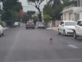 Imagem ilustrativa da imagem Vídeo flagra motorista abandonando cachorro nas ruas do Rio; veja