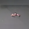 Imagem ilustrativa da imagem Água até o pescoço! Temporal gera caos no Rio; vídeo