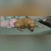 Imagem ilustrativa da imagem Cachorro caramelo só entra em casa com ar-condicionado ligado; vídeo