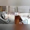 Imagem ilustrativa da imagem Cadela picada por cobra sai de coma após visita de cão; vídeo