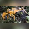 Imagem ilustrativa da imagem Caminhão dos Correios cai de ribanceira na Serra de Petrópolis; vídeo