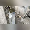 Maus-tratos contra animais é crime, conforme a Lei 14.064/2020, conhecida como Lei Sansão