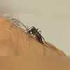 Imagem ilustrativa da imagem Estado decreta emergência por agravamento da dengue