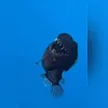 Imagem ilustrativa da imagem Inédito! Peixe 'diabo negro' é visto à luz do dia; vídeo