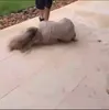Bella chegou a reclamar do odor exalado pelo ator