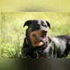 Imagem ilustrativa da imagem Menino de 12 anos em estado grave após ataque de cães