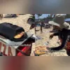 Imagem ilustrativa da imagem Não passa vontade! Vendedor inova no cardápio em praia no Rio; vídeo