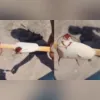 Imagem ilustrativa da imagem Nojento! Picolé de 'barata' revolta banhista no Rio; vídeo