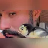 Imagem ilustrativa da imagem Pintinho nasce com sobrancelha e diverte a web; vídeo