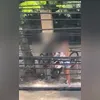 Corpos de cachorros eram acondicionados em sacos pretos