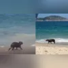 O cachorro seria da vizinha da vítima