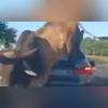 Imagem ilustrativa da imagem Touro enfurecido 'atropela' BMW e persegue homem; vídeo