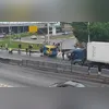 Quase 70 animais são salvos diariamente em áreas urbanas do Rio