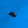 Imagem ilustrativa da imagem Veja o tamanho real do peixe diabo-negro; vídeo