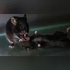 Algumas pomadas podem causar irritação na pele e nos olhos