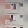 Imagem ilustrativa da imagem Vídeo impressionante: cachorro é salvo por mulher com caixa de papelão