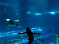 AquaRio promove entrada gratuita para pessoas com autismo