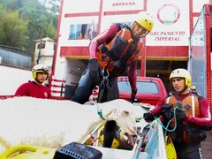 Cabra é resgatada após ficar presa em porta-malas de carro